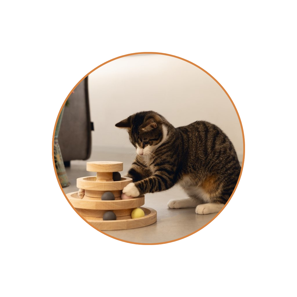 Cat Toys