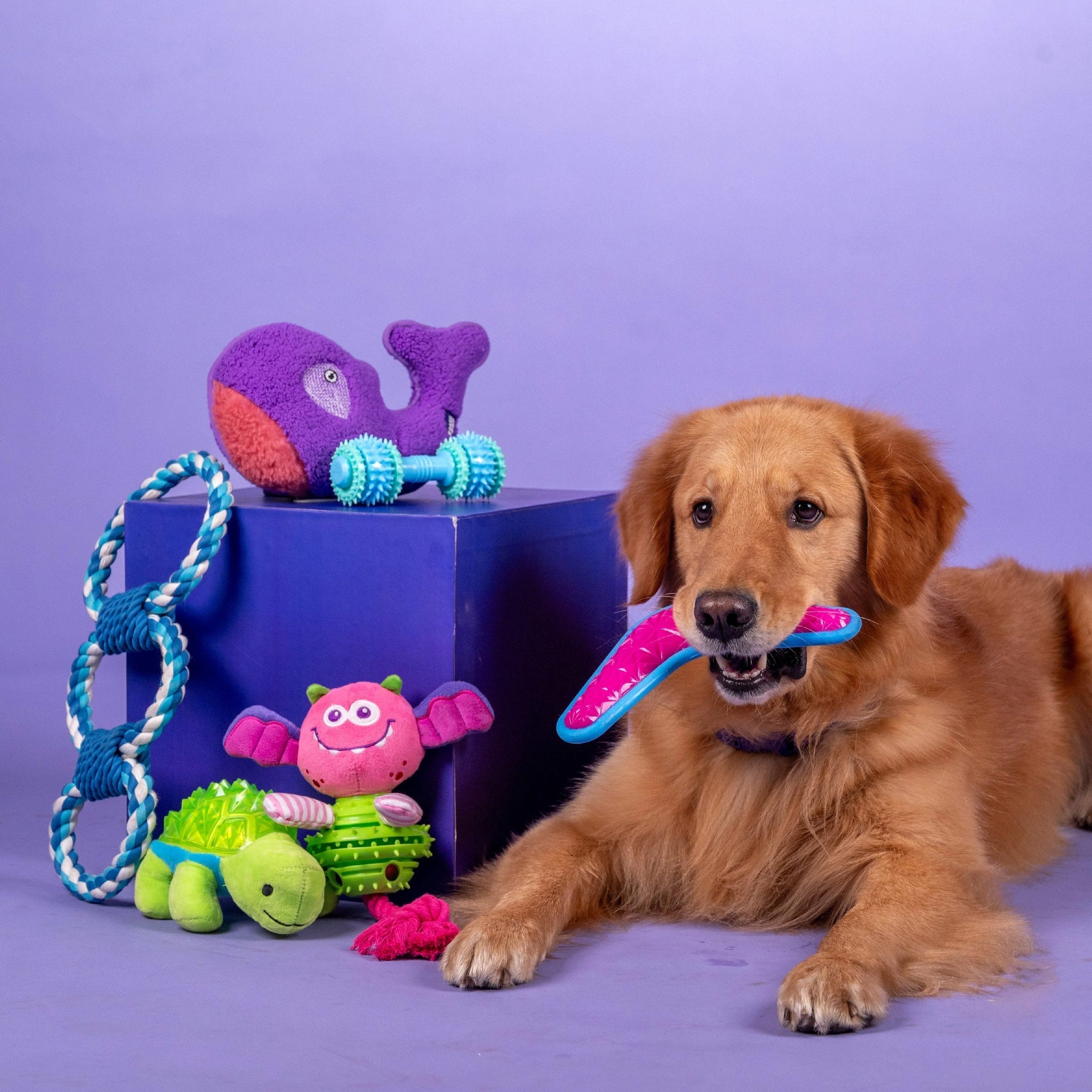 Dog Toys