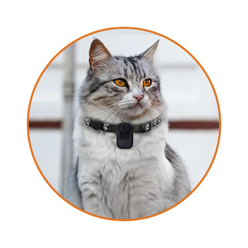 Cat Smart Collar