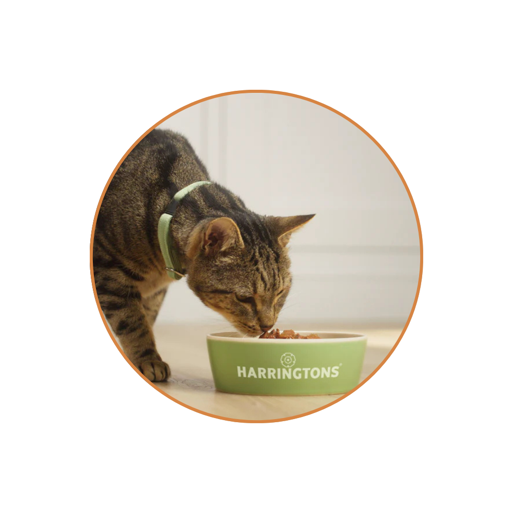 Cat Food