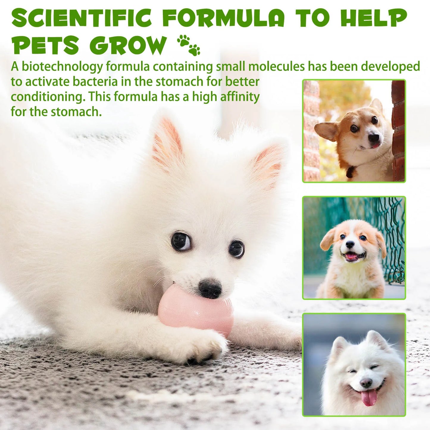 3-in-1 Probiotics Pre & Probiotics with Enzymes for All Dogs Maintain Gut Immunity Support Digestive Provide Beneficial Bacteria