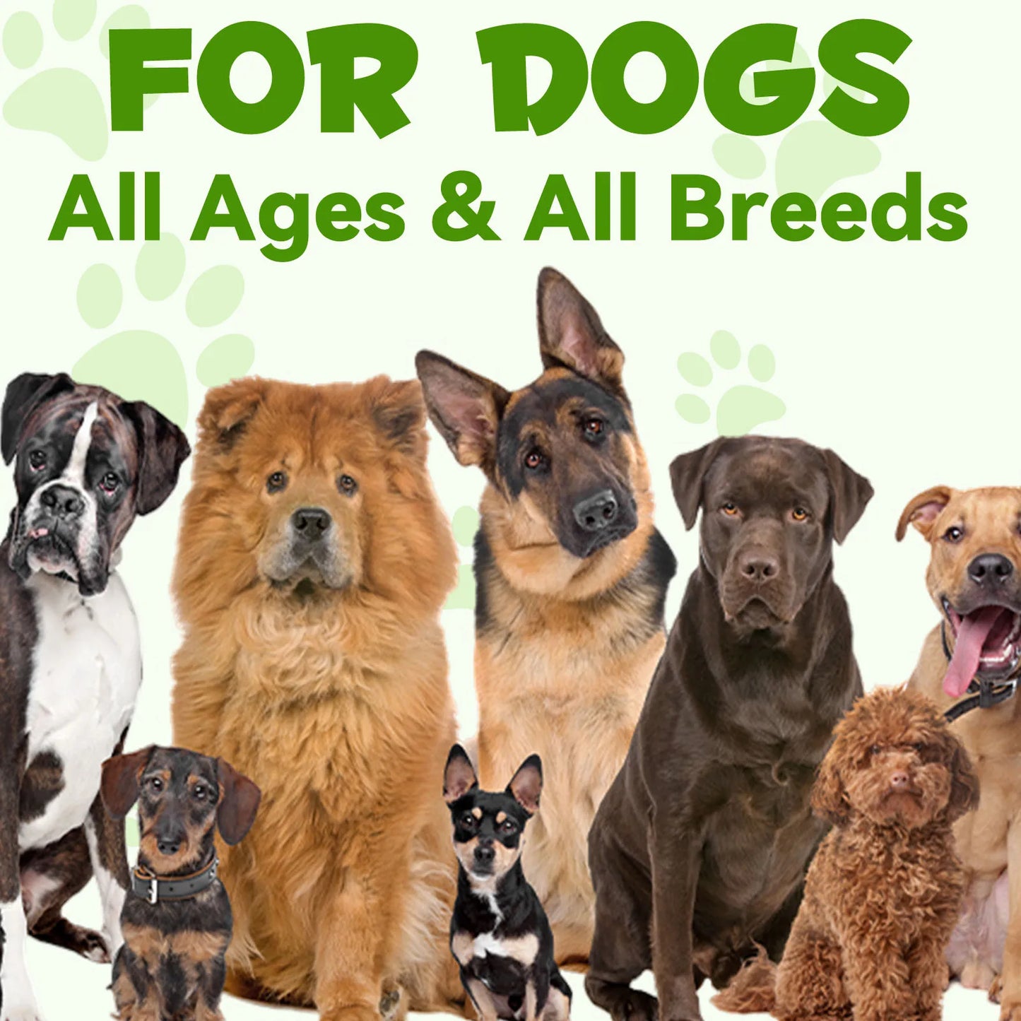 3-in-1 Probiotics Pre & Probiotics with Enzymes for All Dogs Maintain Gut Immunity Support Digestive Provide Beneficial Bacteria