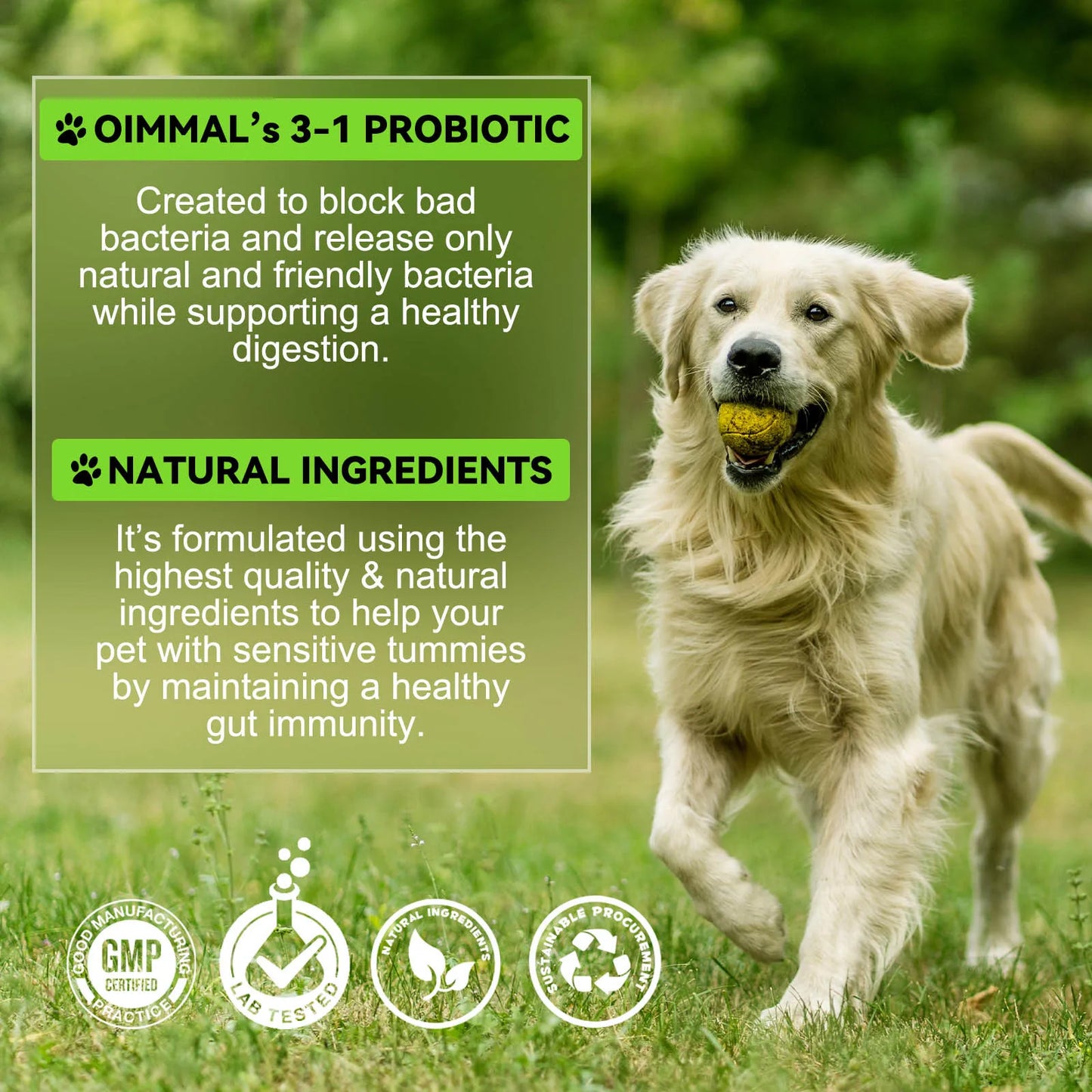 3-in-1 Probiotics Pre & Probiotics with Enzymes for All Dogs Maintain Gut Immunity Support Digestive Provide Beneficial Bacteria