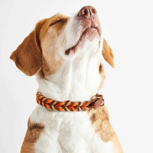 Brown Leather Dog Collar And Leashes Suit Woven Patterns Beautiful Durable Nylon Orange Colors Rope Hand Free Design 2026 New
