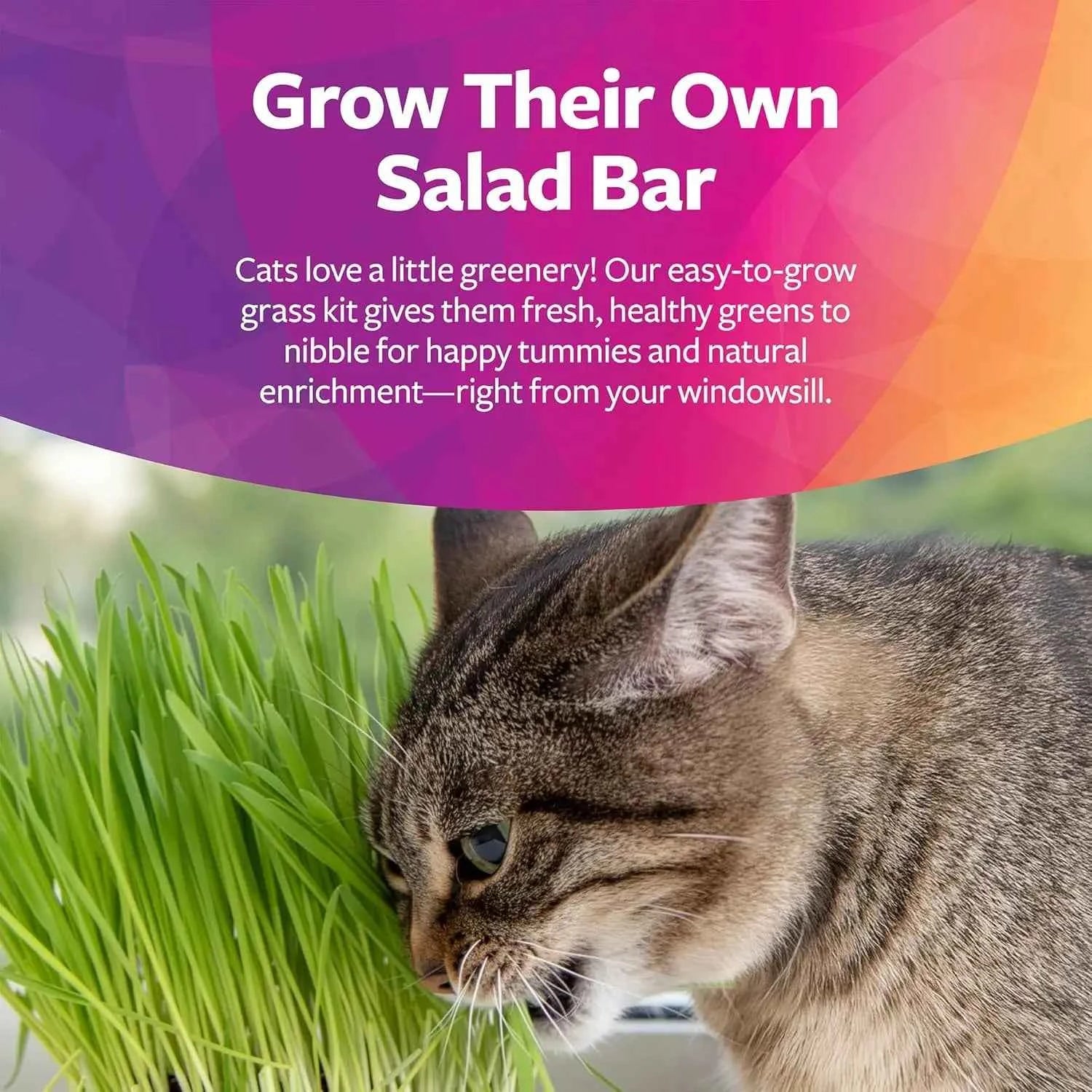 Organic Oat Grass Cat Grow Kit, Easy-to-Grow for Digestion & Hairball Support, All-in-One Solution