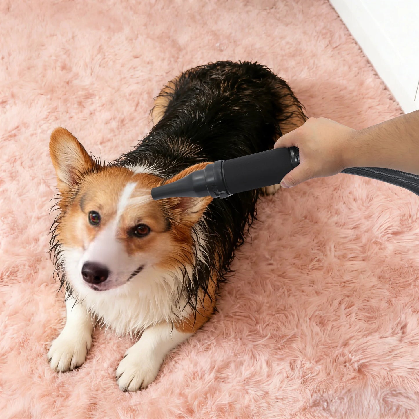 3600W Dual Motor High Power Pet Dryer 77~149℉ Warm Wind Pet Grooming Blower 60db Dogs Hair Drying Machine for Pet Hair Grooming