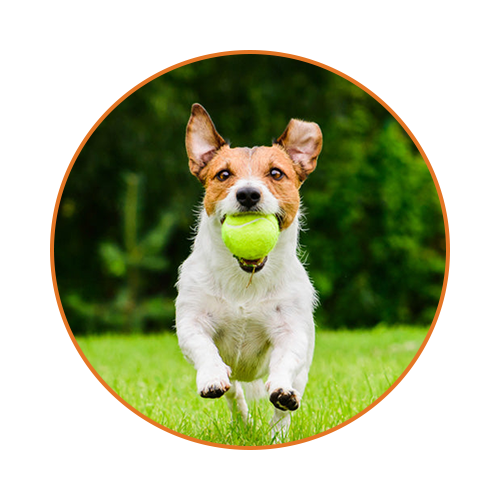 Dog Toys