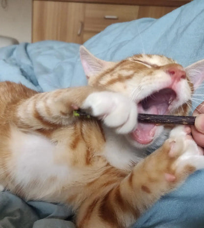 Natural Catnip Stick Cat Cleaning Teeth Molar Toothpaste Stick Silvervine Actinidia Fruit Cat Snacks Sticks Pet Cat Cleaning