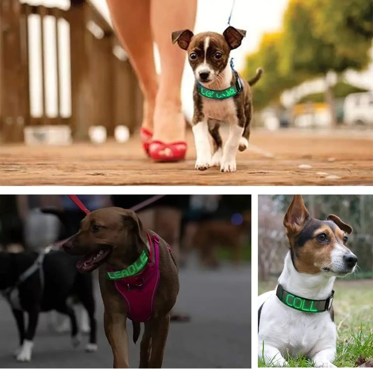 Programmable LED Dog Collar – Flashing Light-Up Rechargeable Safety Collar for Night Walks