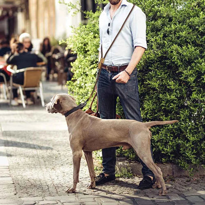 1.8M Large Dog Leash Waist Chain Traction For Running Walking Adjustment Simplicity Hands Free Dog Leash Leashes