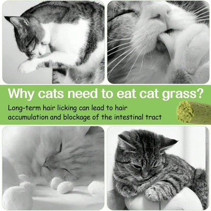 100g Cat Grass Teething Stick: Natural Dried, Teeth Cleaning & Hairball Removal Treats